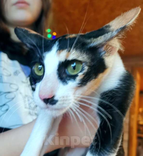 Кошки в Москве: ориентальная пантера и др. Девочка, 50 000 руб. - фото 5