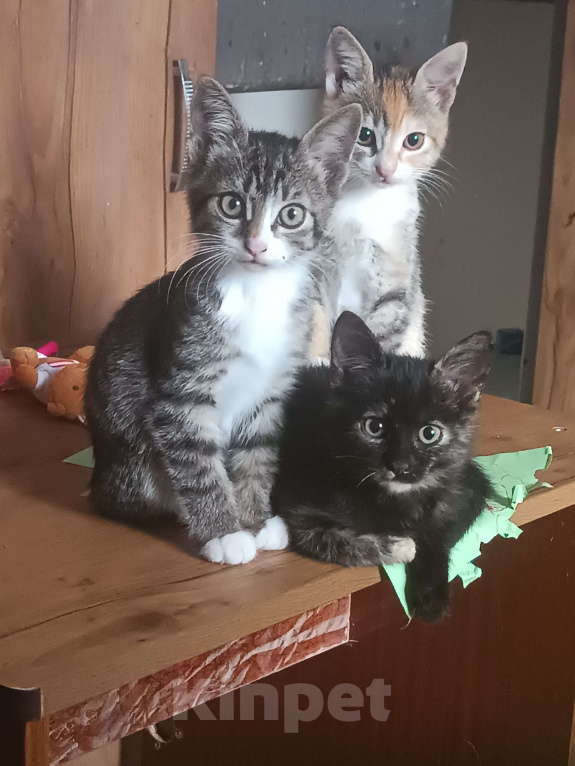 Кошки в других городах Крыма: Котята даром Девочка, Бесплатно - фото 6