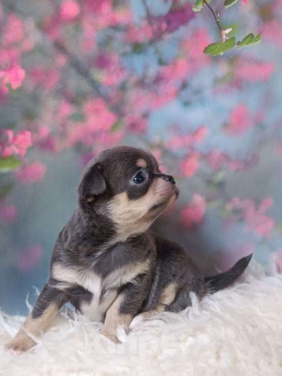 Собаки в Москве: Голубая с подпалом красавица Девочка, 100 000 руб. - фото 4