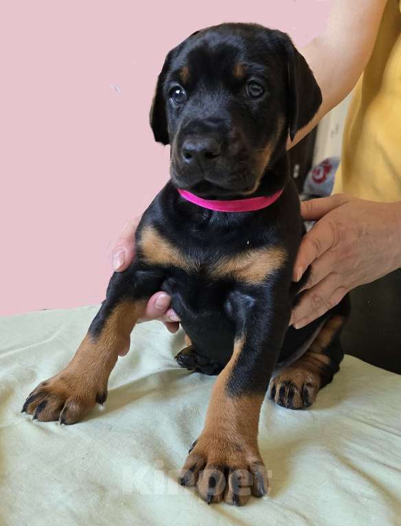 Собаки в Москве: Добермана щенки Девочка, 80 000 руб. - фото 3