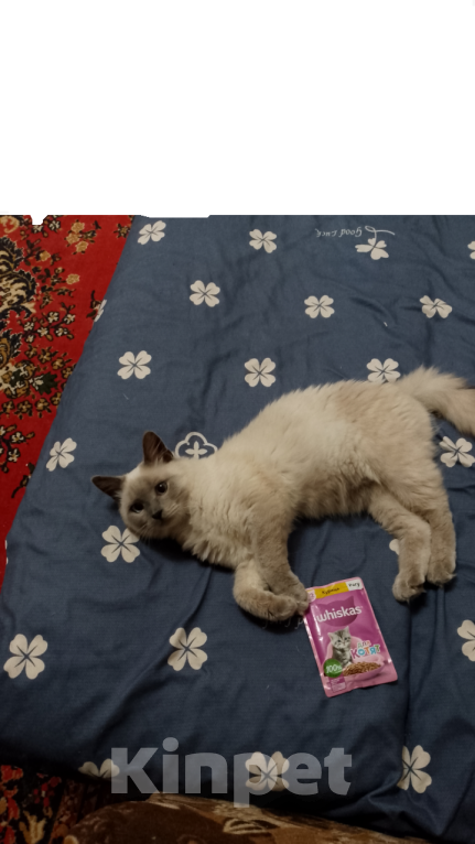 Кошки в Ипатово: Ищу своего сиамского котика  Мальчик, Бесплатно - фото 1