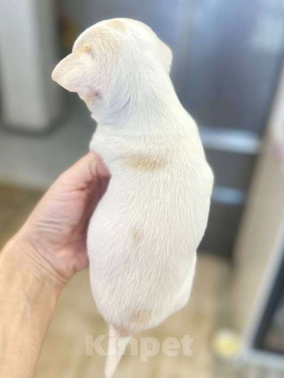 Собаки в Челябинске: Щенок чихуахуа Мальчик, Бесплатно - фото 5