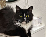 Кошки в Москве: Шикарная черно-белая пушистая кошка Наоми в дар Девочка, 1 руб. - фото 2