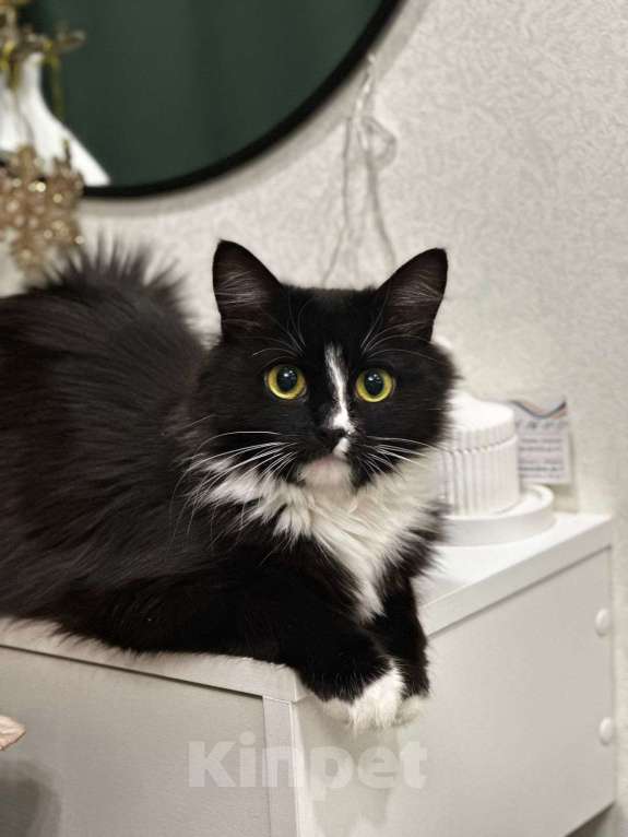 Кошки в Москве: Шикарная черно-белая пушистая кошка Наоми в дар Девочка, 1 руб. - фото 2