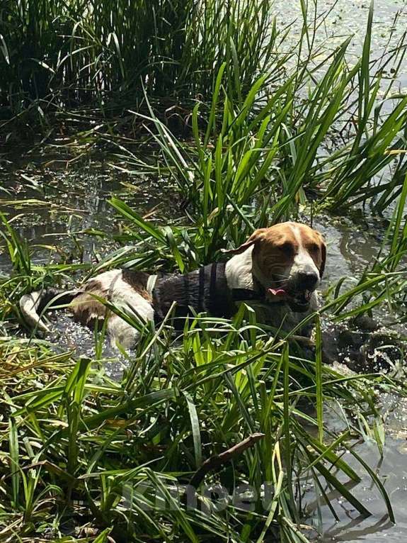 Собаки в других городах Московской области: Русская гончая ищет дом Мальчик, Бесплатно - фото 3
