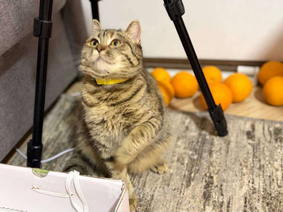 Кошки в Москве: Красотка Клео, очень красивый котёнок! Девочка, Бесплатно - фото 6