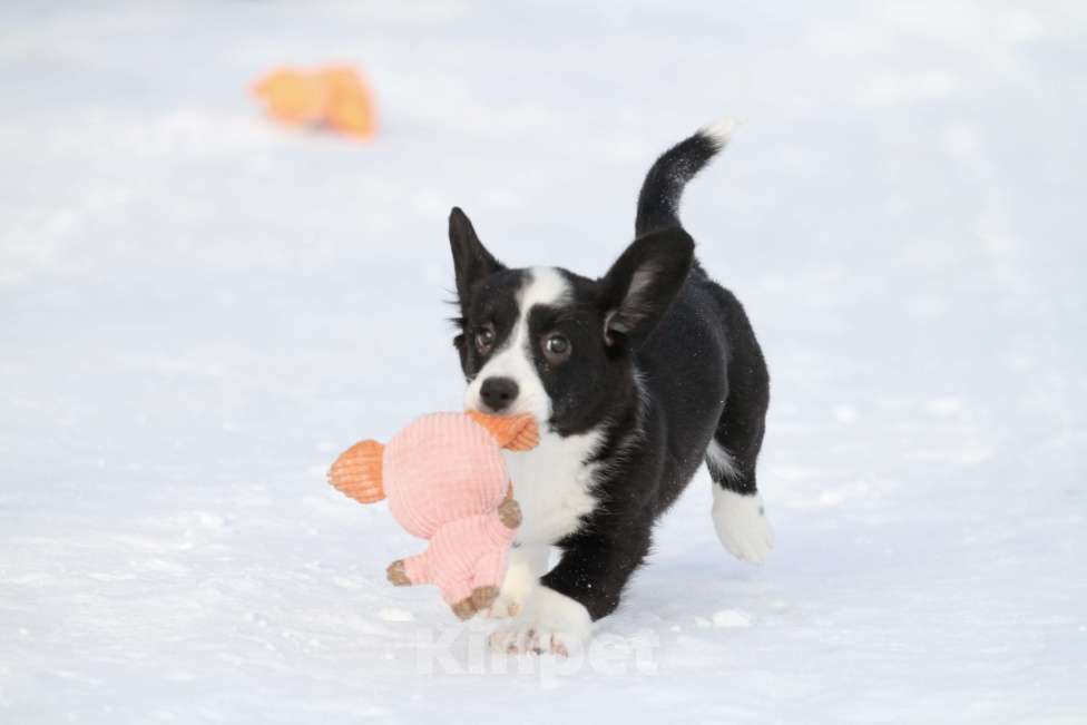 Собаки в Москве: Вельш корги кардиган-мальчик Мальчик, 50 000 руб. - фото 5