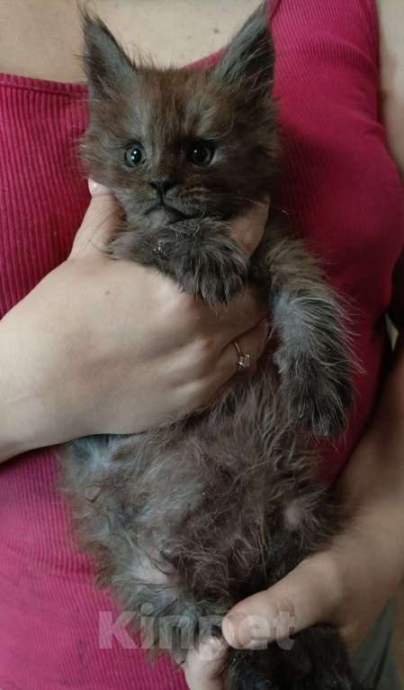 Кошки в Москве: Котёнок мейн-кун мальчик 1 мес. Мальчик, 60 000 руб. - фото 2