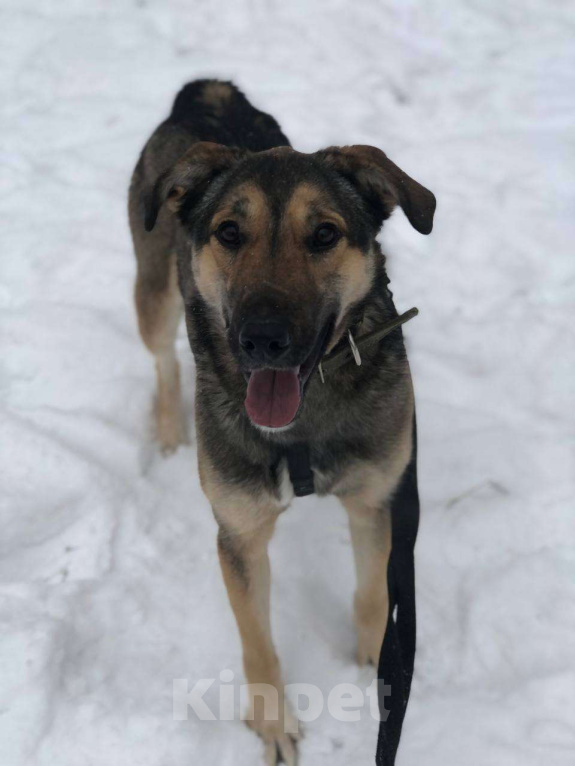 Собаки в Москве: Все детство в клетке... Девочка, Бесплатно - фото 6