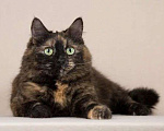 Кошки в Мытищах: Кошка красотка Флекса в добрые руки  Девочка, Бесплатно - фото 2