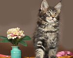 Кошки в Юрьеве-Польском: Мейн-кун мраморная кошка Девочка, 30 000 руб. - фото 3