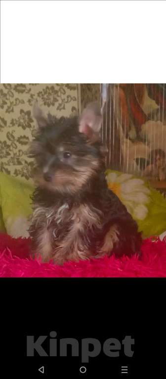 Собаки в Санкт-Петербурге: Щенок Йорк Девочка, 18 000 руб. - фото 1