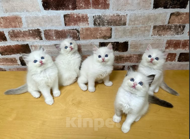 Кошки в Челябинске: Рэгдолл высокопородные детки Девочка, 37 000 руб. - фото 3