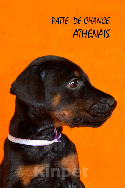 Собаки в Санкт-Петербурге: Щенок добермана Атенаис Девочка, 130 000 руб. - фото 1