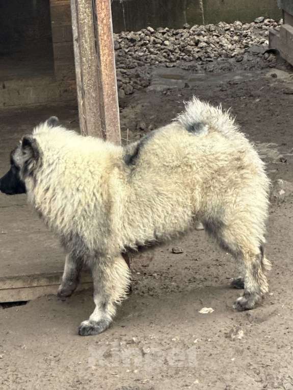 Собаки в Москве: Тайга Из Воронцовского Дворца  Девочка, 80 000 руб. - фото 6