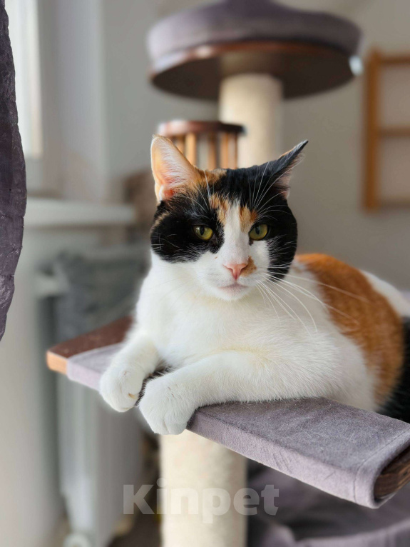 Кошки в Москве: Компанейская Дейзи мечтает о доме с вкусной едой Девочка, Бесплатно - фото 1