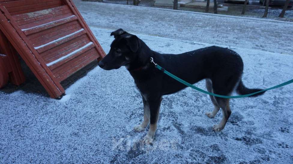 Собаки в Красногорске: Озорная девчёнка и преданный друг. Девочка, Бесплатно - фото 4