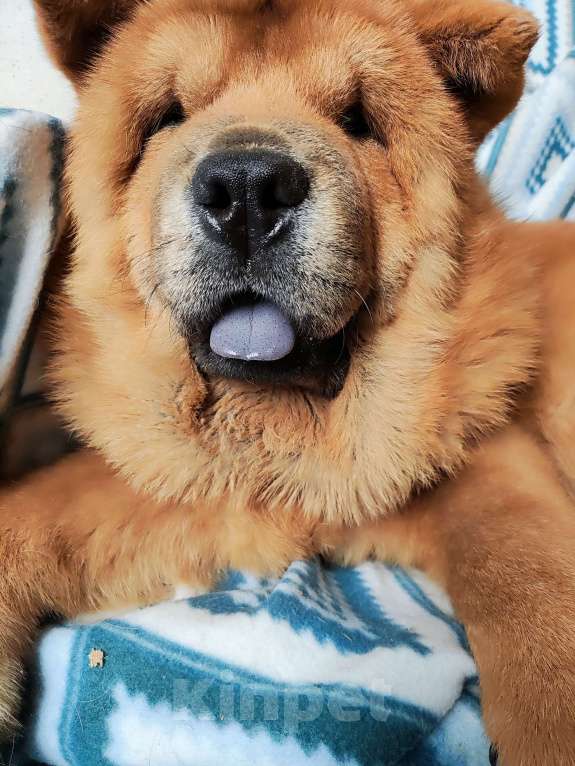 Собаки в Краснодаре: Смуф мальчик Мальчик, 50 000 руб. - фото 2