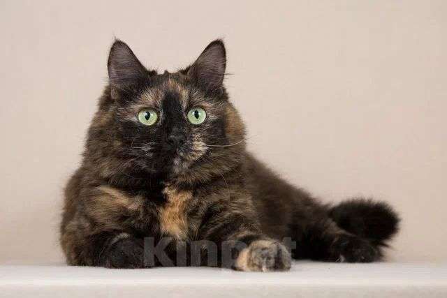 Кошки в Мытищах: Кошка красотка Флекса в добрые руки  Девочка, Бесплатно - фото 2