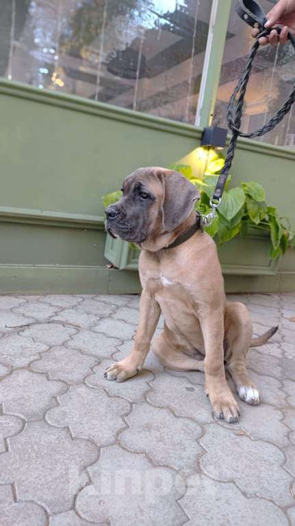 Собаки в Краснодаре: Кане Корсо Щенок  Девочка, 70 000 руб. - фото 3