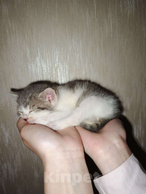 Кошки в других городах Московской области: Придурковатая куколка Девочка, Бесплатно - фото 5