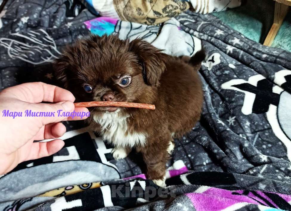 Собаки в Санкт-Петербурге: Гипер ласковая и веселая чихуахуа Глаша Девочка, 100 000 руб. - фото 4