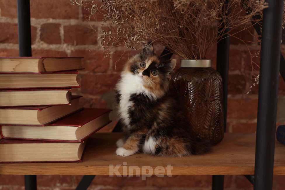 Кошки в Серпухове: Хризантема Русские  Цветы Курильский Бобтейл Девочка, 60 000 руб. - фото 3