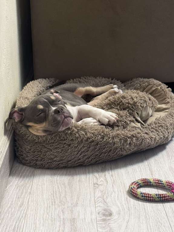 Собаки в Москве: Голубой триколор Девочка, 70 000 руб. - фото 6