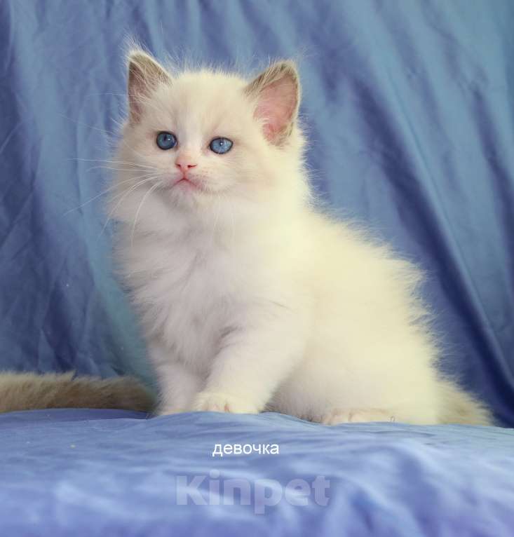 Кошки в Санкт-Петербурге: Рэгдолл Девочка, 60 000 руб. - фото 7