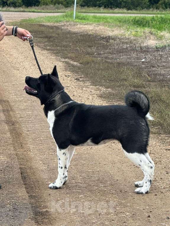 Собаки в Уфе: Американская акита Девочка, 50 000 руб. - фото 2