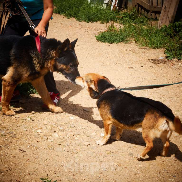 Собаки в Москве: Милане и Татошке очень нужен дом  Мальчик, Бесплатно - фото 7