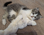 Кошки в Москве: 🐱 Котёнок-путешественник ищет дом!🚗💨  Мальчик, Бесплатно - фото 4