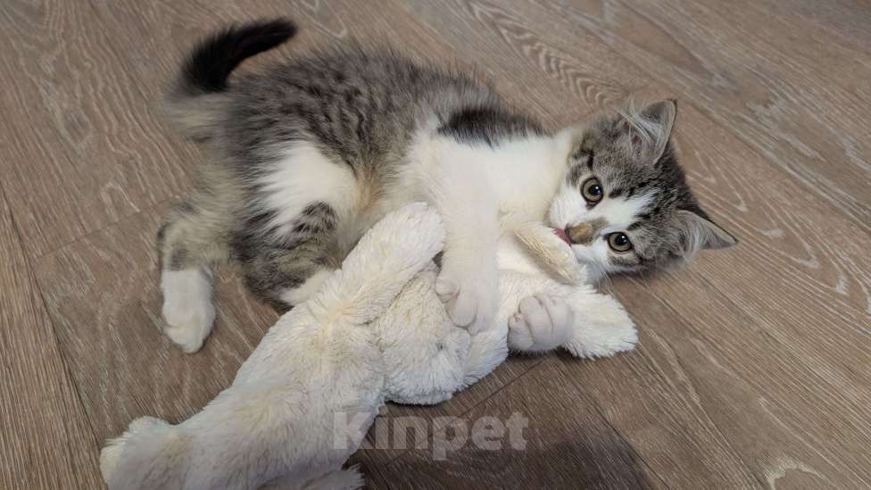 Кошки в Москве: 🐱 Котёнок-путешественник ищет дом!🚗💨  Мальчик, Бесплатно - фото 4