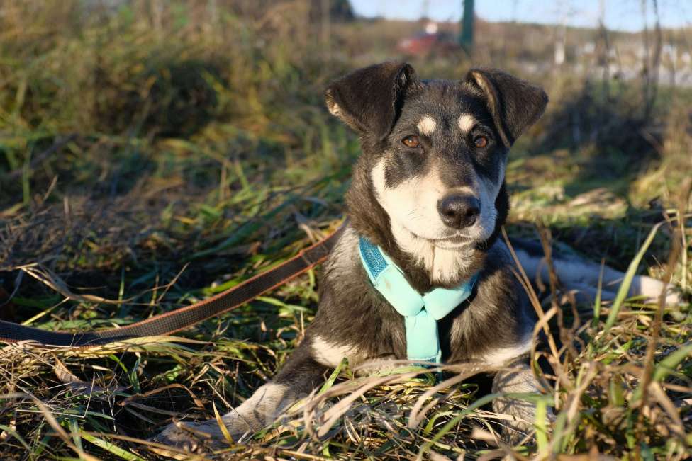 Собаки в Москве: Белоснежка ищет дом Девочка, Бесплатно - фото 2