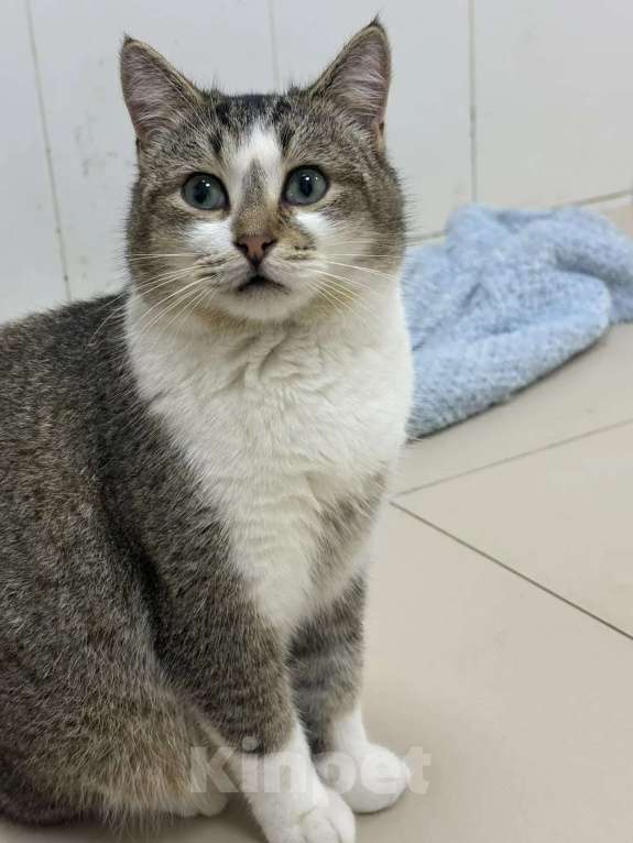 Кошки в Москве: Котик Кеша в добрые руки Мальчик, Бесплатно - фото 7