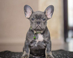 Собаки в Белгороде: Французский бульдог щенки Мальчик, 80 000 руб. - фото 1