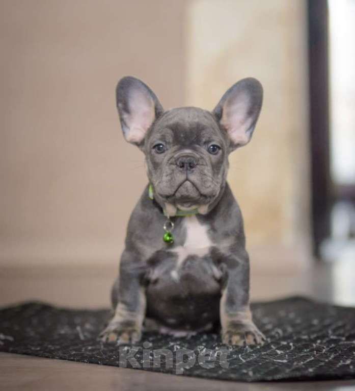 Собаки в Белгороде: Французский бульдог щенки Мальчик, 80 000 руб. - фото 1