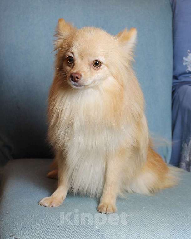 Собаки в Москве: Девочка 9 мес с документами Девочка, 25 000 руб. - фото 3