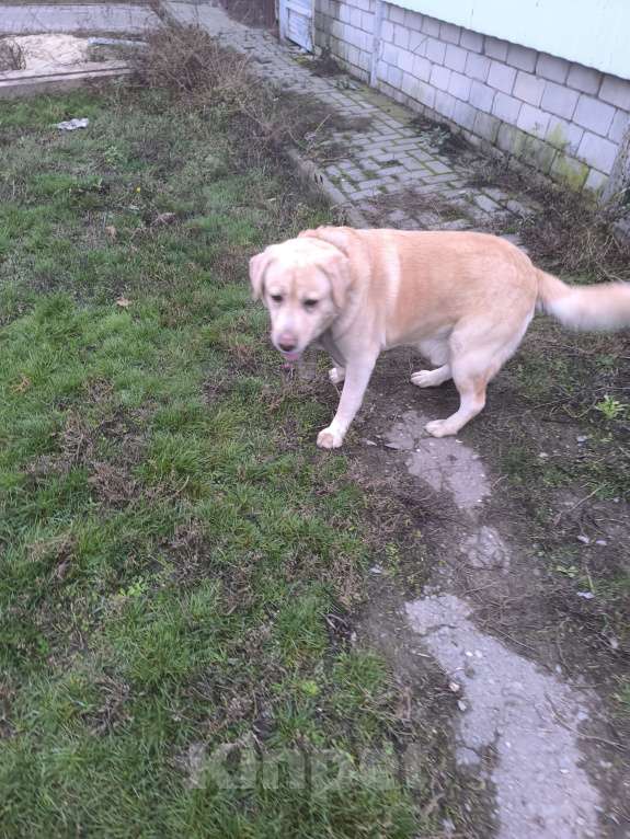 Собаки в Волгограде: Найден лабрадор Мальчик, Бесплатно - фото 1