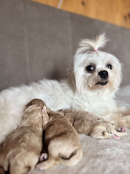 Мальтипу f1 щенок