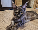 Кошки в Москве: Котик Мейн-кун Мальчик, 15 000 руб. - фото 4
