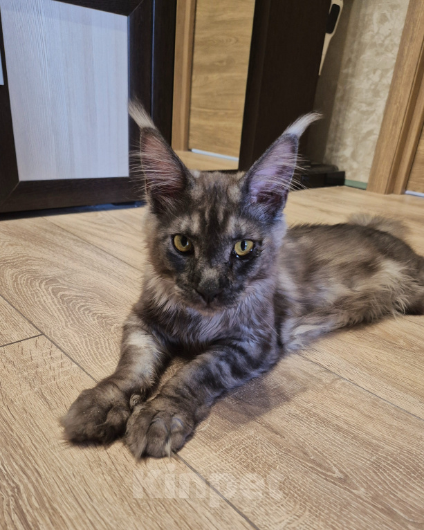 Кошки в Москве: Котик Мейн-кун Мальчик, 15 000 руб. - фото 4