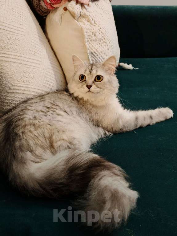 Кошки в Москве: Длинношертсная шотландская кошечка Девочка, 15 000 руб. - фото 8