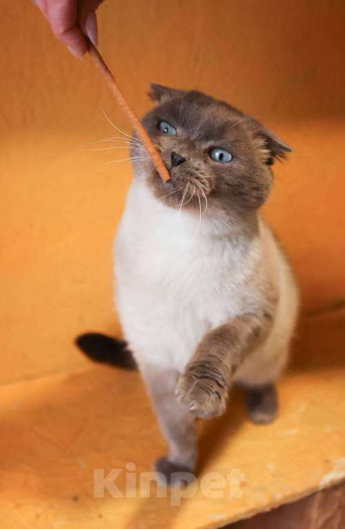 Кошки в других городах Московской области: Красавица Сямочка ищет дом Девочка, 10 руб. - фото 7