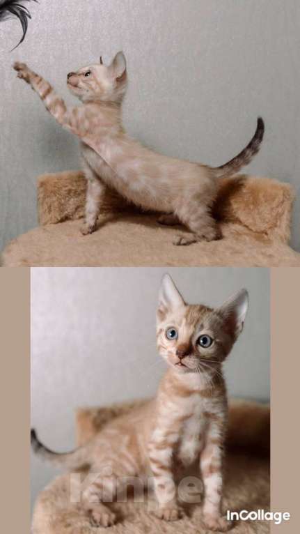 Кошки в Санкт-Петербурге: Бенгальские котята шоу класса  Девочка, Бесплатно - фото 4