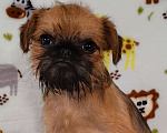 Собаки в Хабаровске: Щенок брюссельского гриффона Мальчик, 60 000 руб. - фото 2