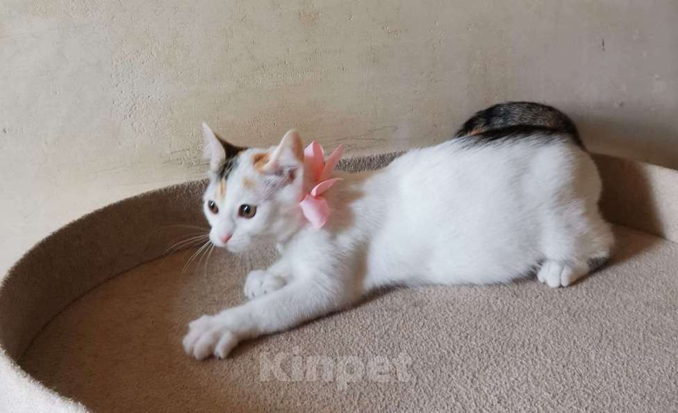 Кошки в Москве: Ласковая 4 мес красавица Белочка в добрые руки Девочка, Бесплатно - фото 5