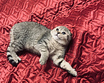 Кошки в Санкт-Петербурге: Шотландская короткошорстная Девочка, 20 000 руб. - фото 6
