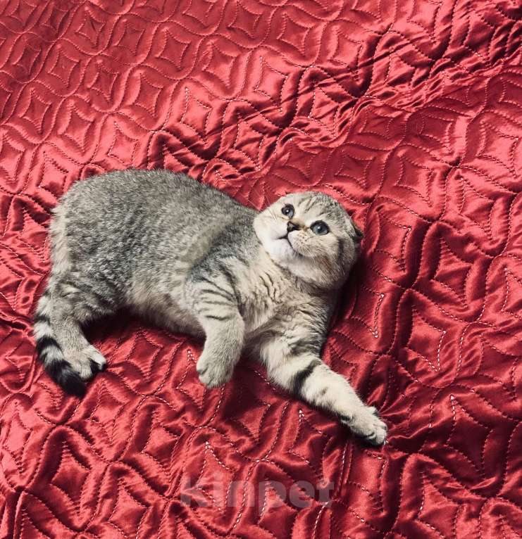 Кошки в Санкт-Петербурге: Шотландская короткошорстная Девочка, 20 000 руб. - фото 6
