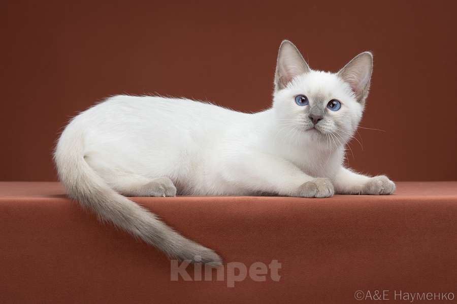 Кошки в Москве: ✨Тайский котёнок блю-пойнт, 3,5 месяца ✨ Мальчик, 70 000 руб. - фото 3